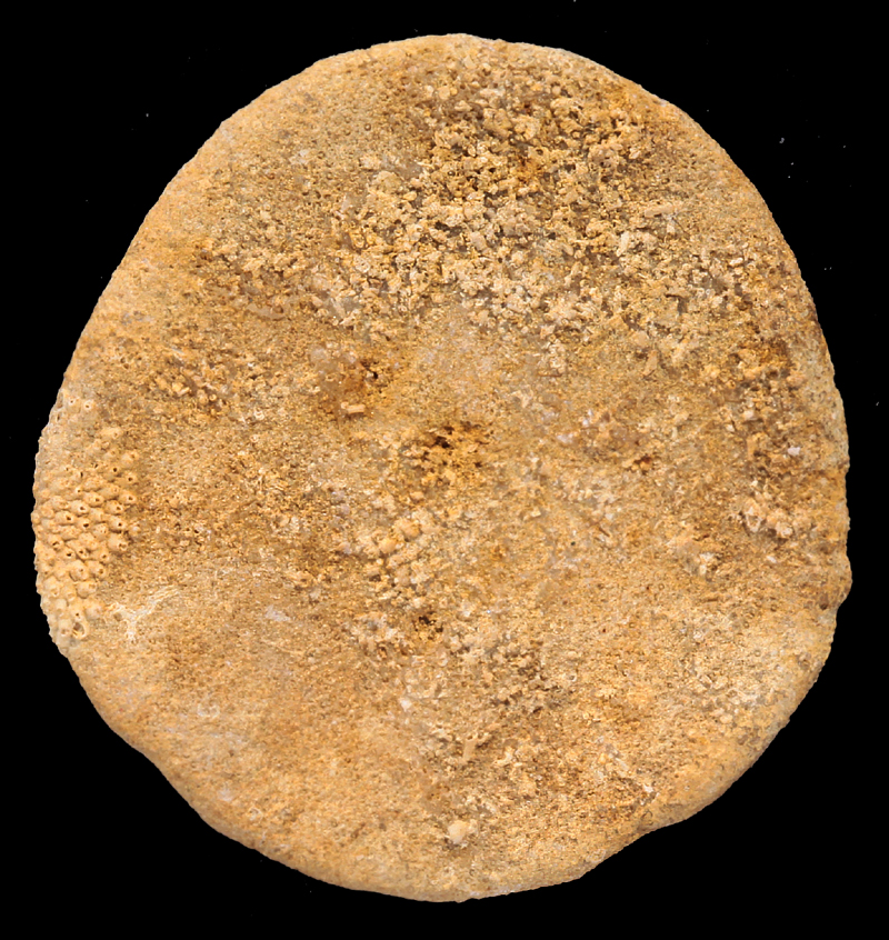 Periarchus lyelli (Conrad,1834) Eocène, Castle Hayne Formation, New